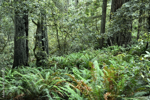 Redwood forest
