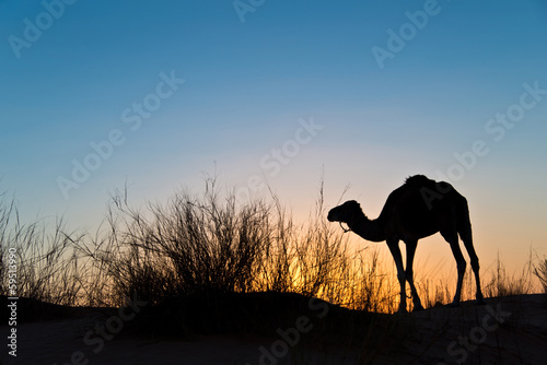 Dromadaire dans le désert, soleil couchant © Delphotostock