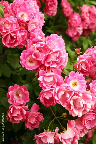 Fototapeta Naklejka Na Ścianę i Meble -  bush of beautiful pink roses
