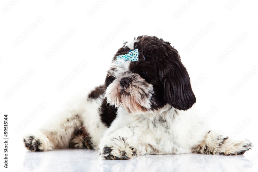 Shih tzu isolated on white background dog Shih tzu isolated on white background dog