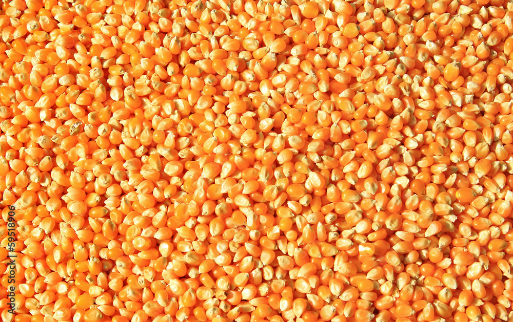 Bulk of corn grains