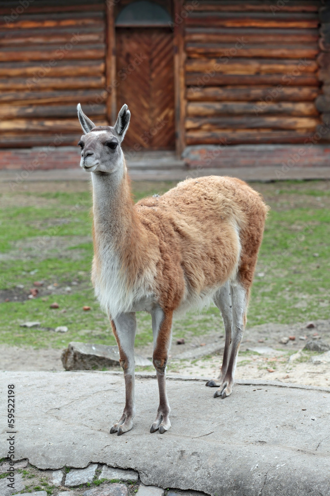 Fototapeta premium Lama