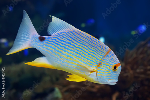 Exotic fish under water