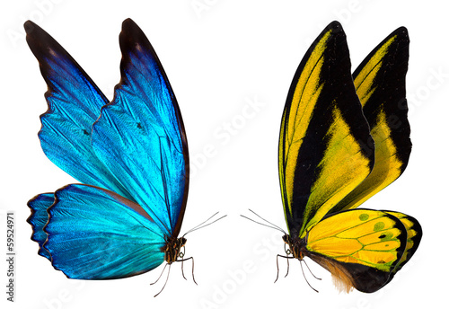 Canvas Print butterfly macro background