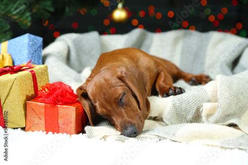 Little cute dachshund puppy on Christmas background