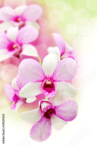 Pink orchids flower