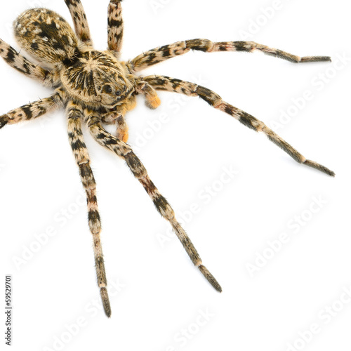 tarantulas spider isolated on white background photo