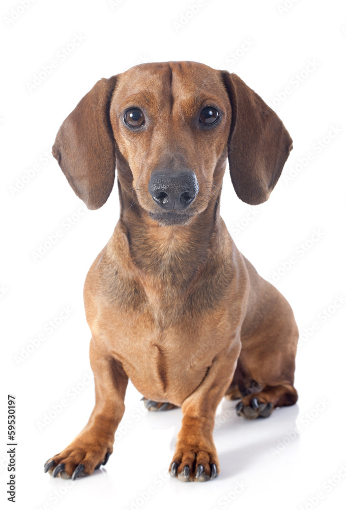 dachshund dog