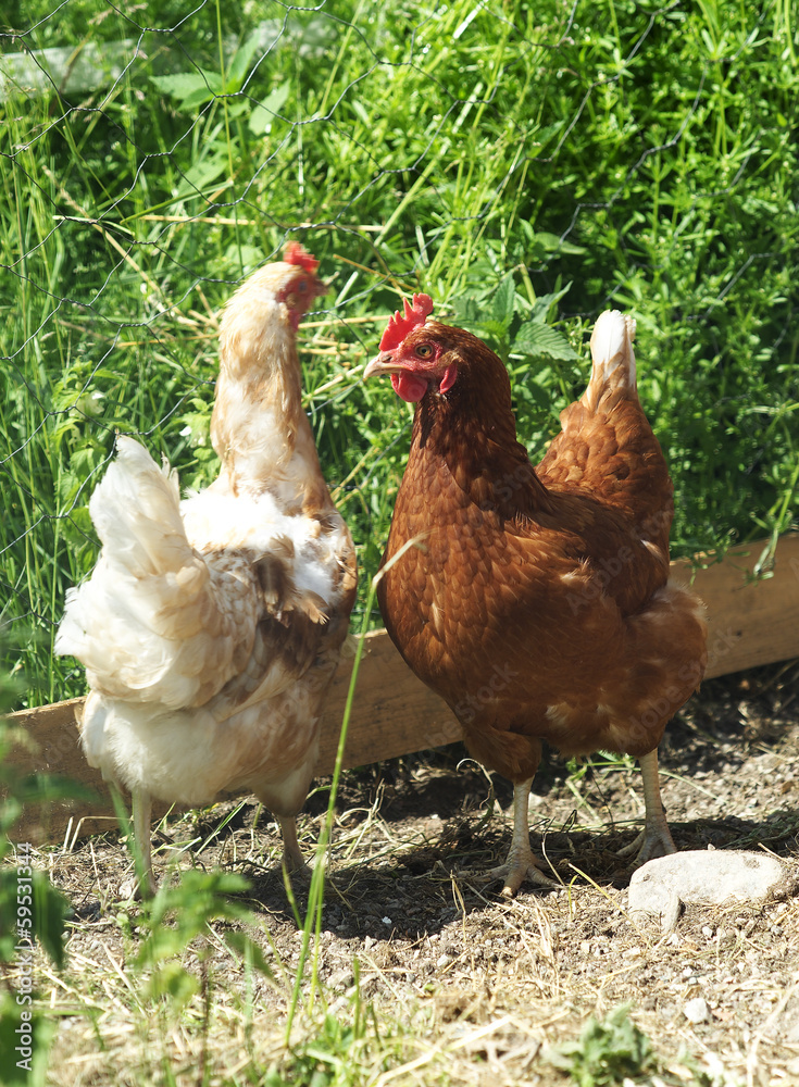Fototapeta premium Poultry