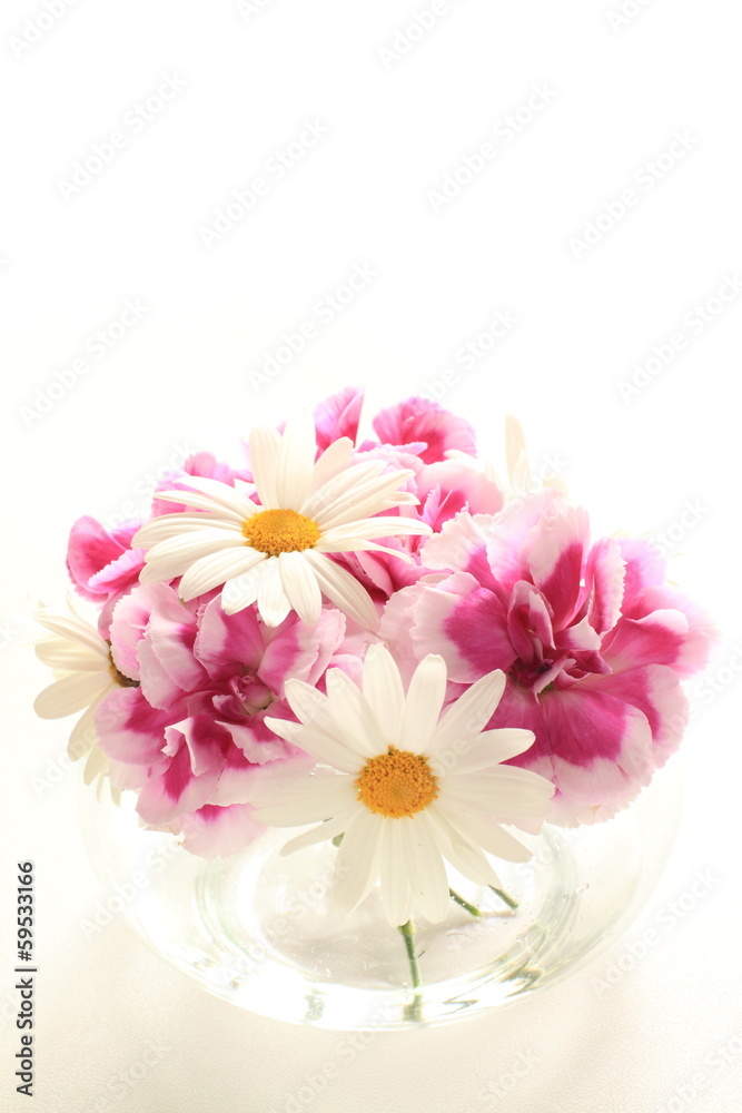 Daisy and pink carnation Daisy and pink carnation