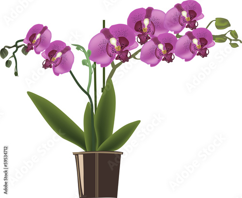 dark pink orchid in pot isolated on white