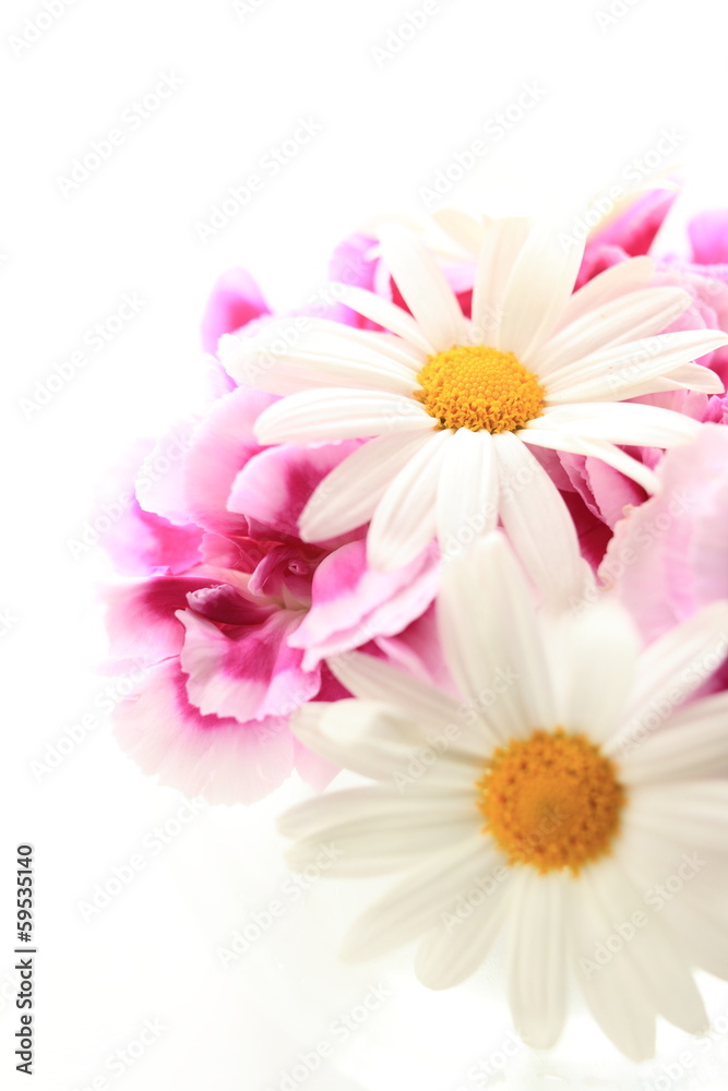 daisy and pink carnation with copy space