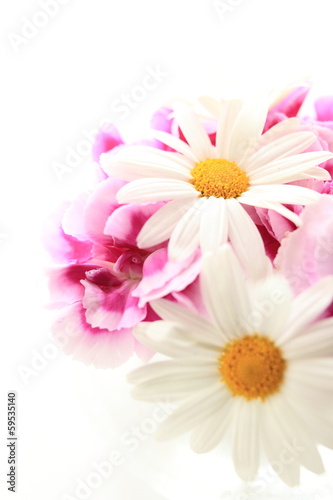 daisy and pink carnation with copy space