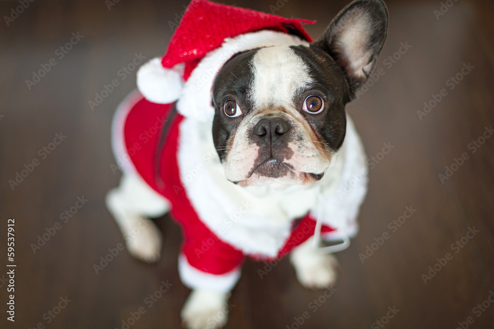 French bulldog dressed up in santa costume for Christmas French bulldog dressed up in santa costume for Christmas