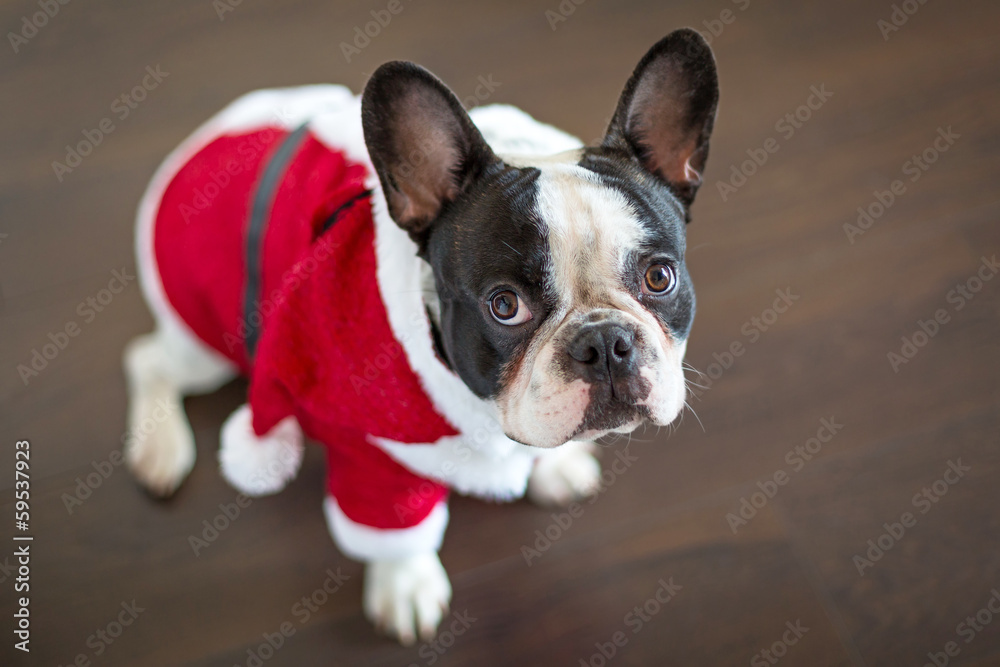 French bulldog dressed up in santa costume for Christmas