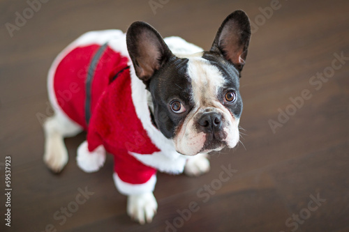 Fototapeta Naklejka Na Ścianę i Meble -  French bulldog dressed up in santa costume for Christmas