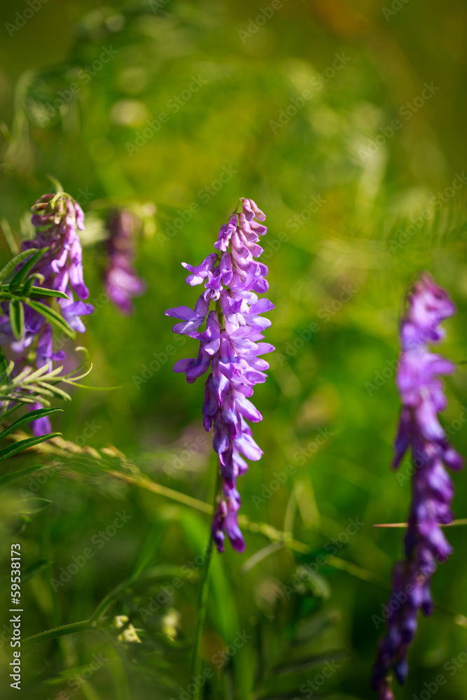 Fototapeta premium liliac flowers