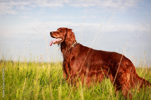 Naklejka Red irish setter dog