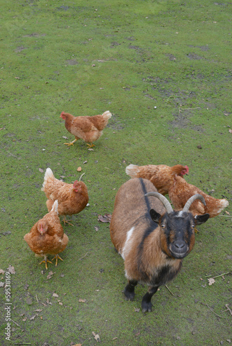 animals on a farm