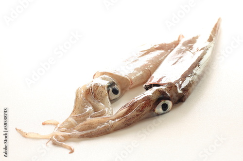 freshness squid from Japan