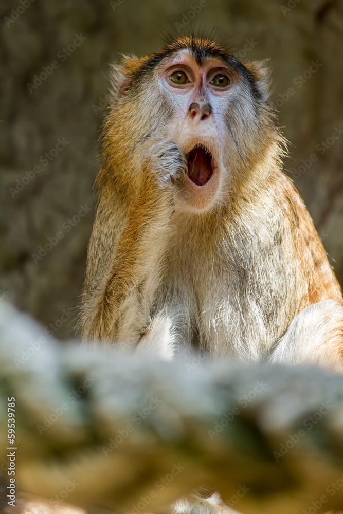 Obraz premium Monkey