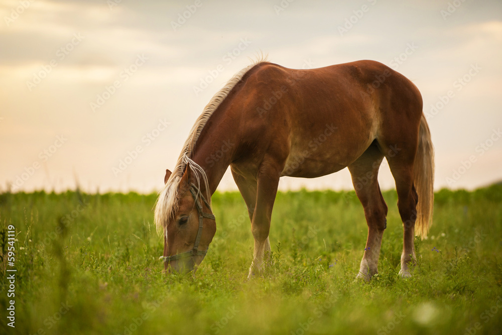 horse on field