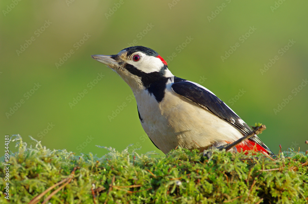 Obraz premium Great woodpecker green background