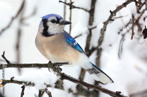 Canvas Print Blue Jay In Snow