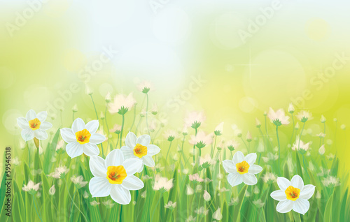 Vector daffodil flowers on sky background.