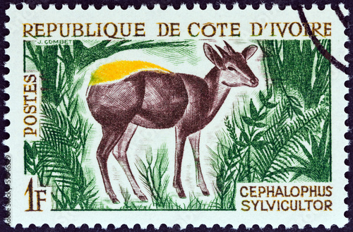 Yellow-backed duiker (Ivory Coast 1964) photo