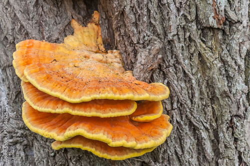 Sulfur fungus on a tree photo