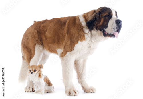 Foto Saint Bernard and chihuahua