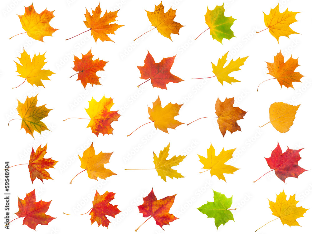 Maple leaves Maple leaves