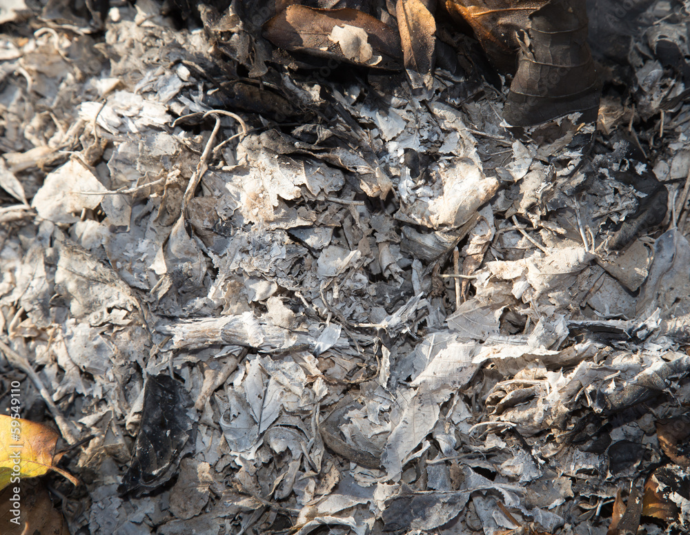 ash from the burning of leaves ash from the burning of leaves