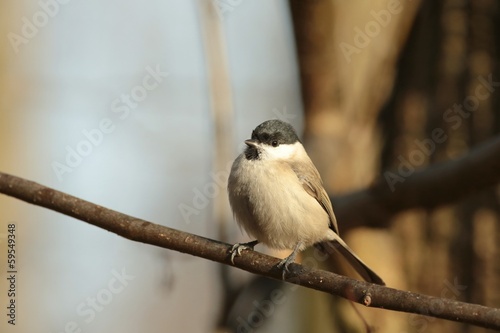 Marsh Tit - Parus palustris heated in the sun after a cold night