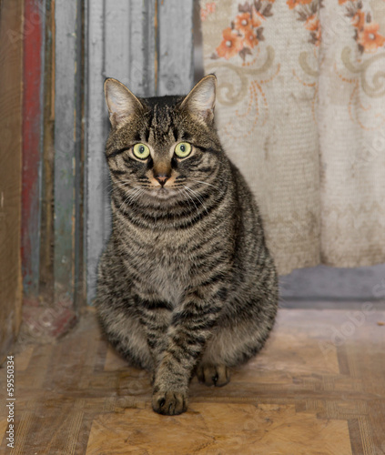 Portrait of a tabby gray cat © schankz
