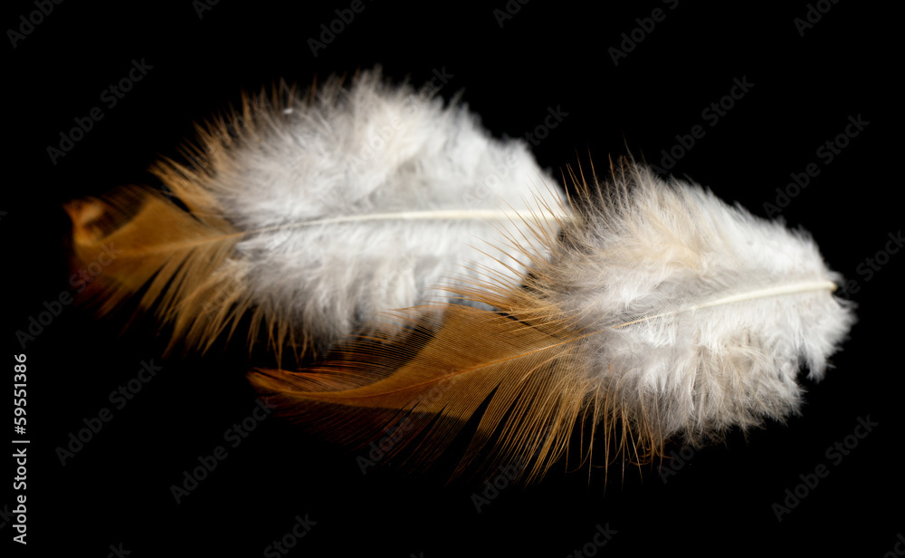 Obraz premium feather on a black background