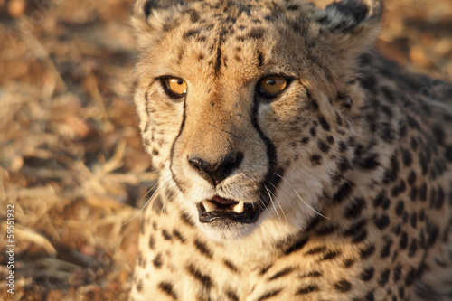 Very closeup of cheetah