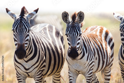 Two zebras in Tanzania