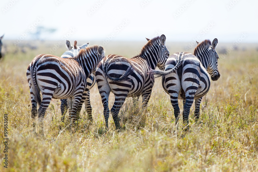 Obraz premium Three zebras from behind