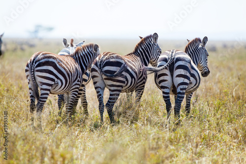 Three zebras from behind