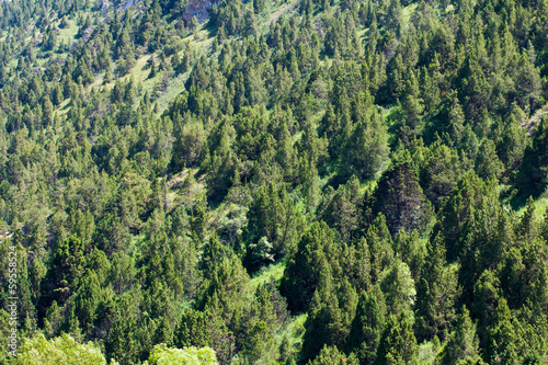 coniferous trees in the mountains in Kazakhstan