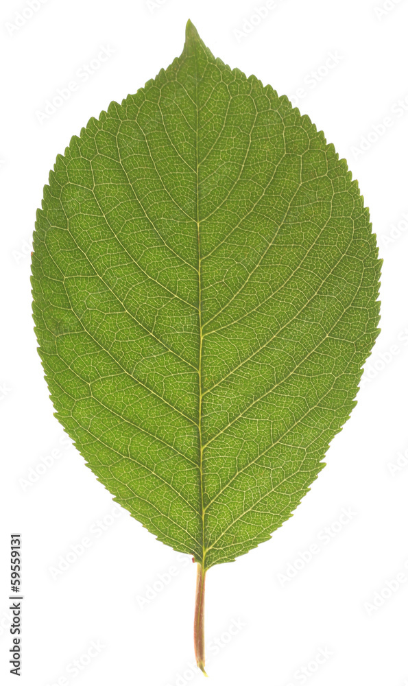 Beautiful green leaf isolated on white Beautiful green leaf isolated on white