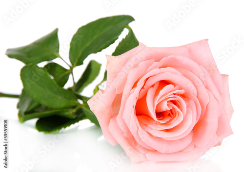 Beautiful rose isolated on white