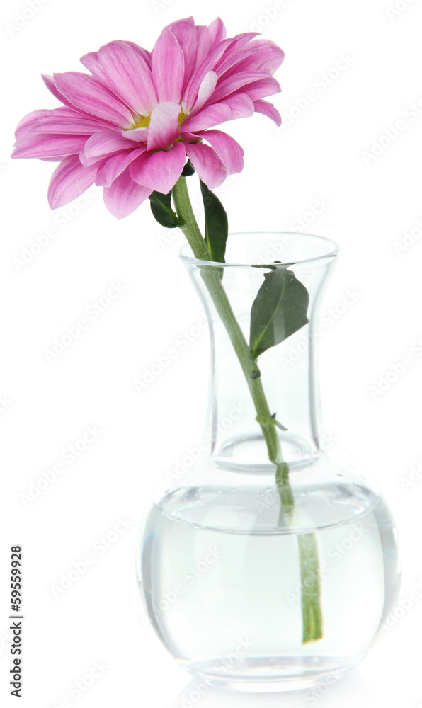 Flower in test-tube isolated on white Flower in test-tube isolated on white