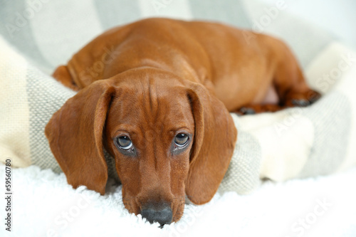 Little cute dachshund puppy