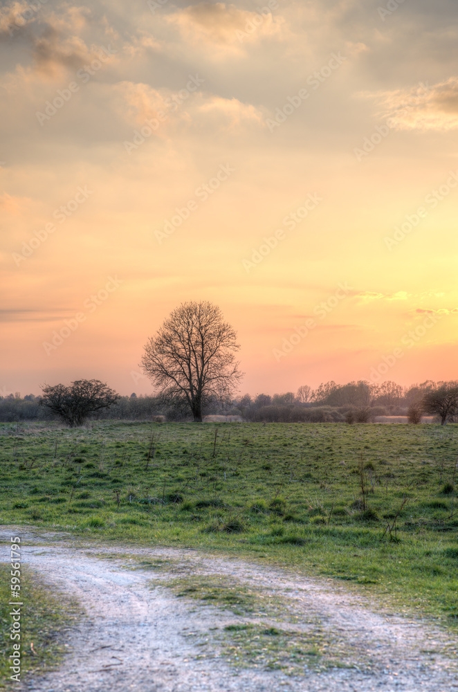 Tree in the sunset