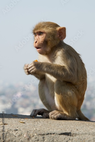 Baby rhesus macaque looking surprised © Nick Dale