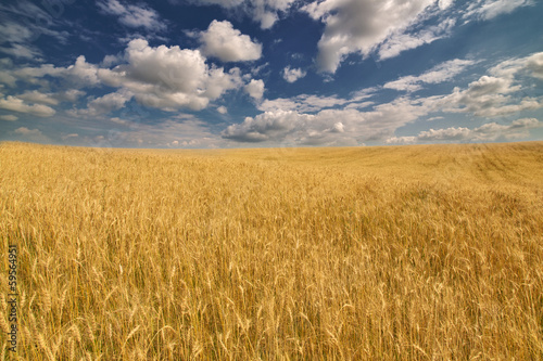 golden wheat field under dark blue sky