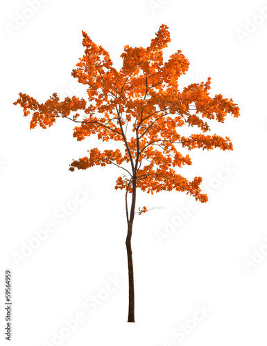 small red isolated maple